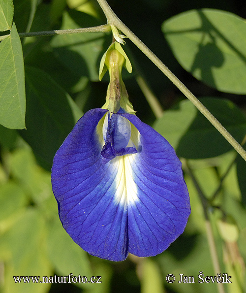 Clitoria ternatea